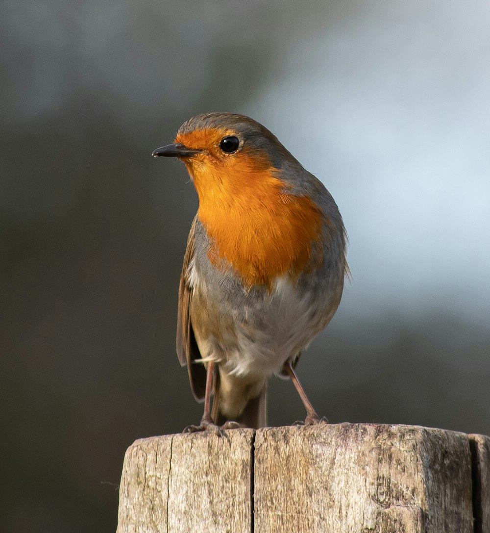 a small bird sitting on top of a wooden post