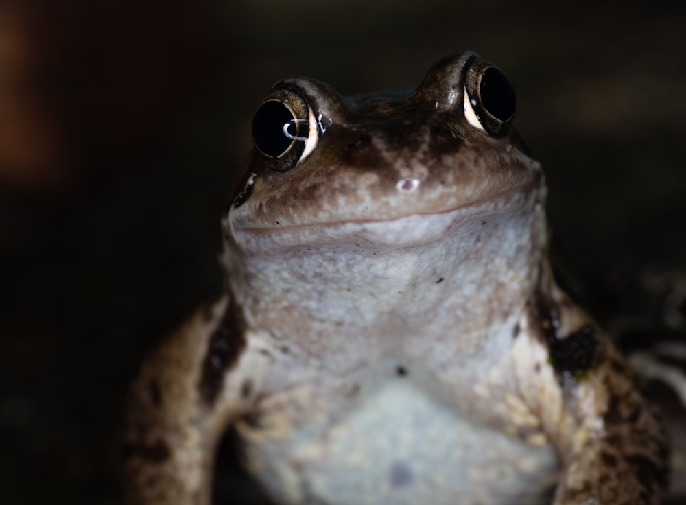 a close up of a frog looking at the camera