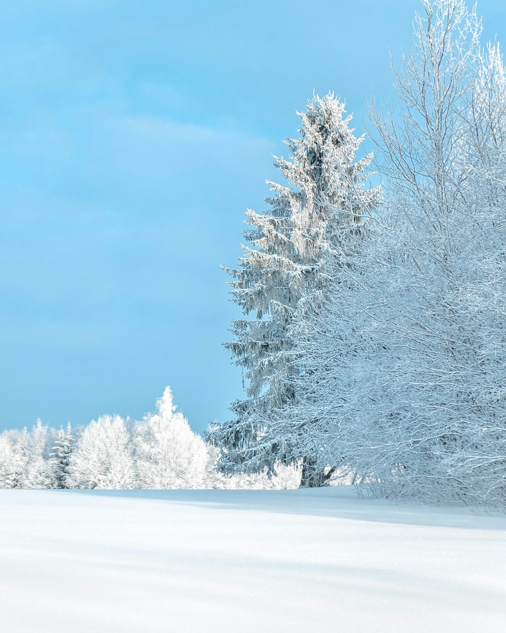 a snow covered field with trees in the background