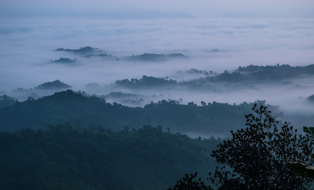 a foggy forest filled with lots of trees