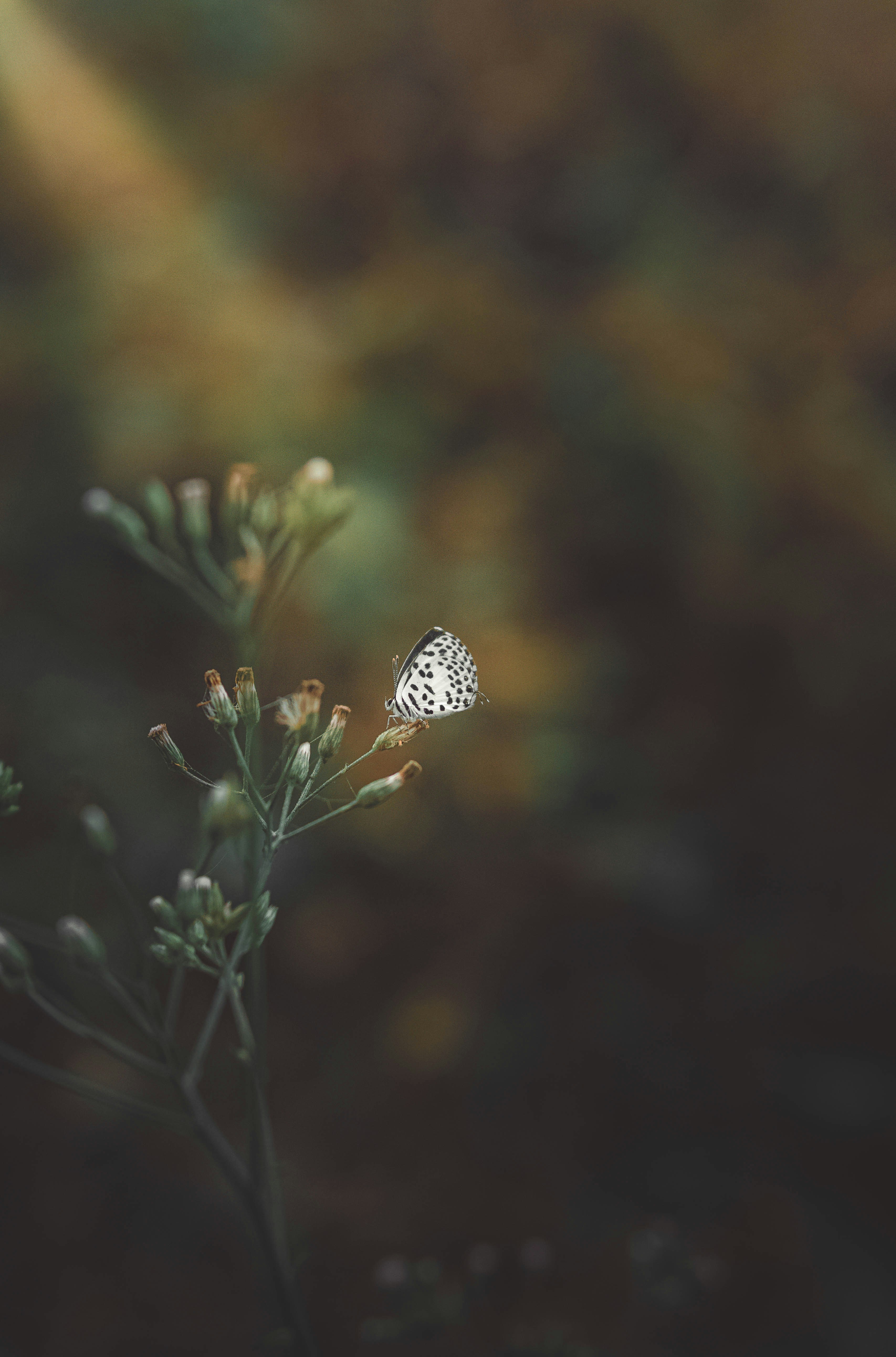 a small white butterfly sitting on top of a plant