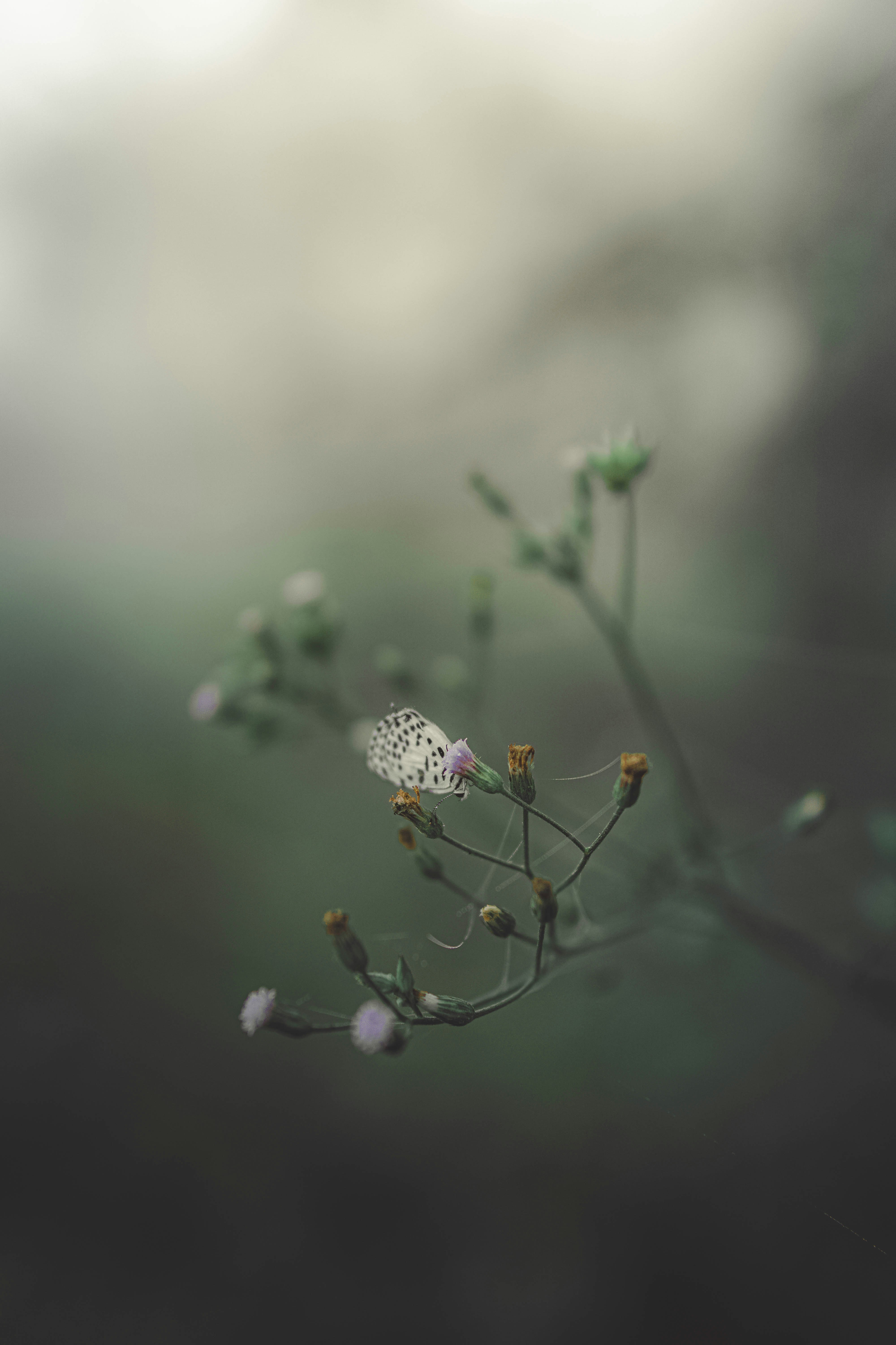 a small white flower sitting on top of a plant