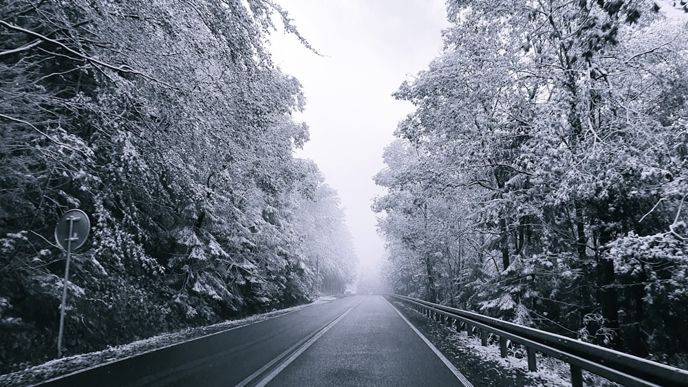 a black and white photo of a road surrounded by trees