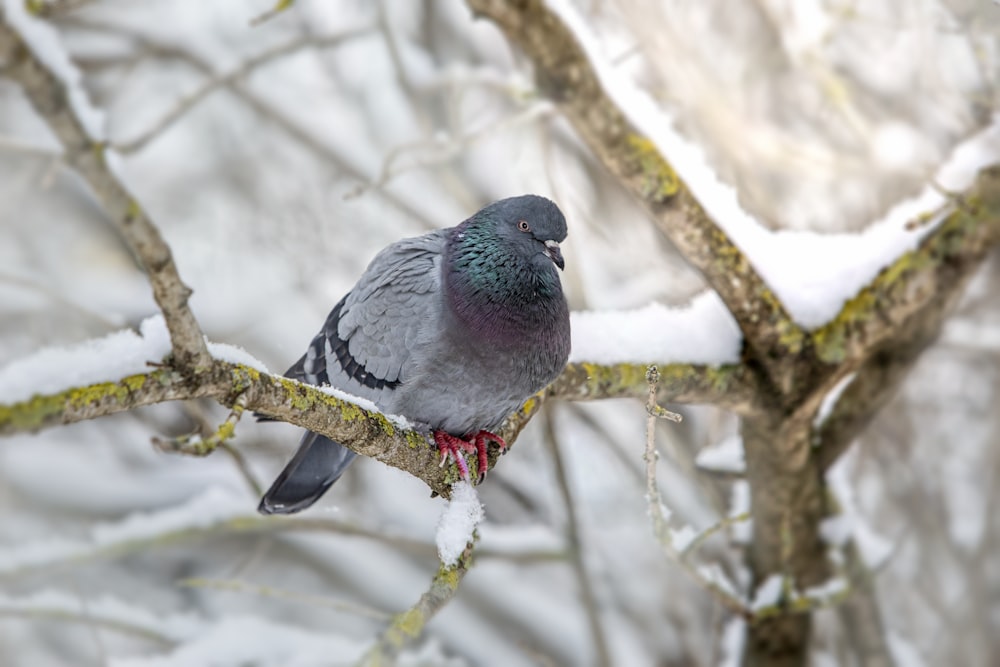 a bird sitting on a branch in the snow