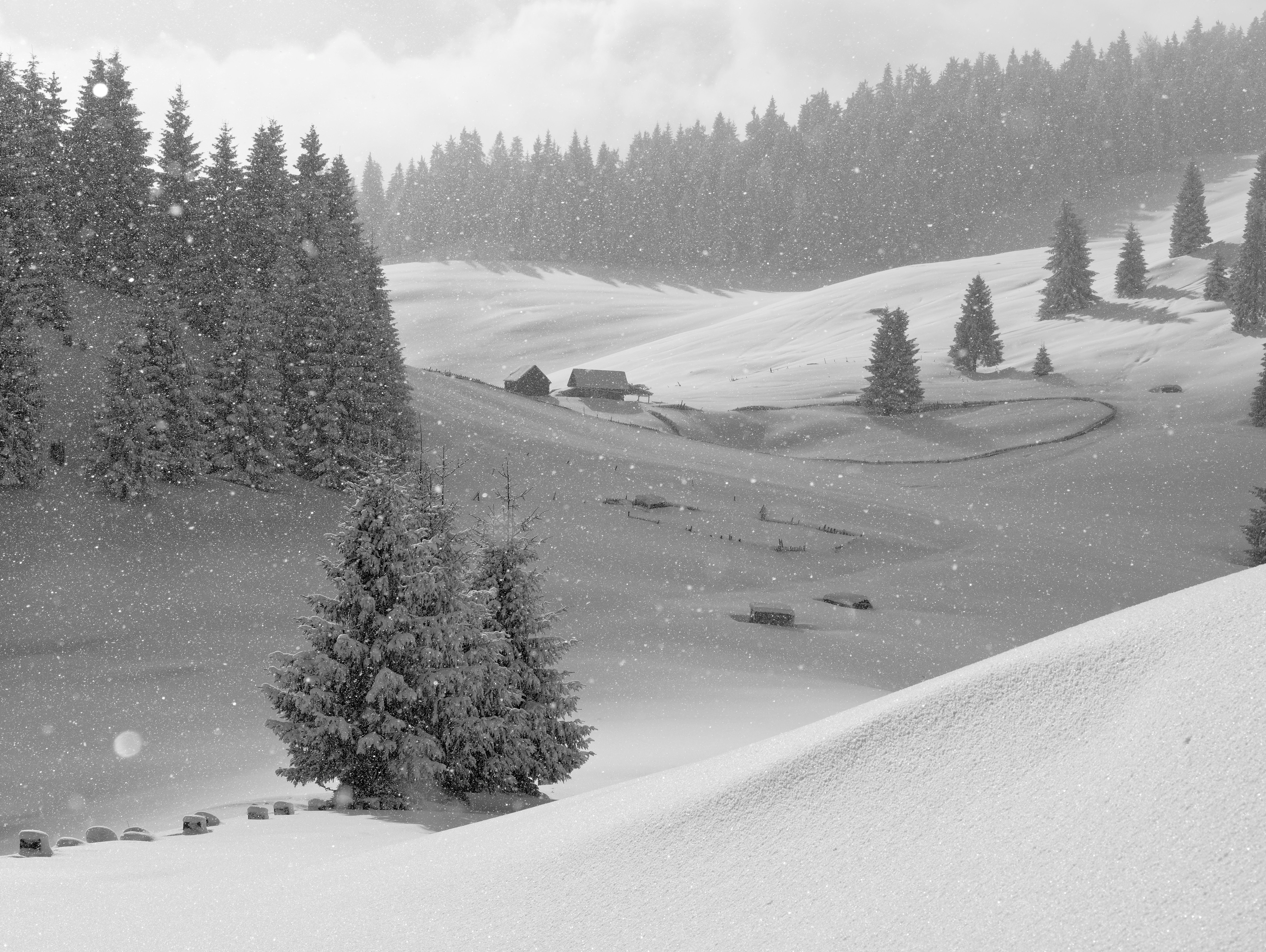 Photo by illes_cristi