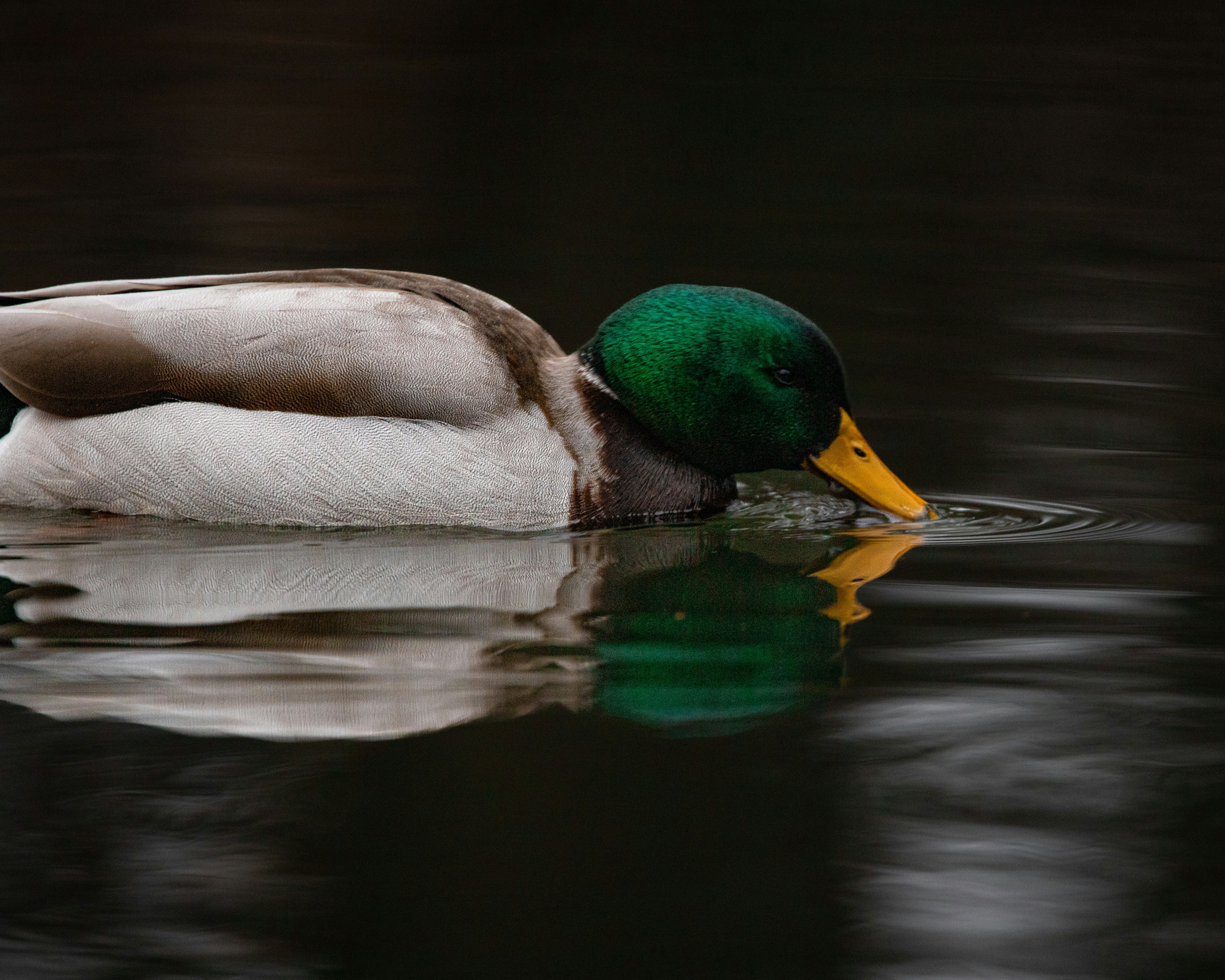 Photo by adoucett