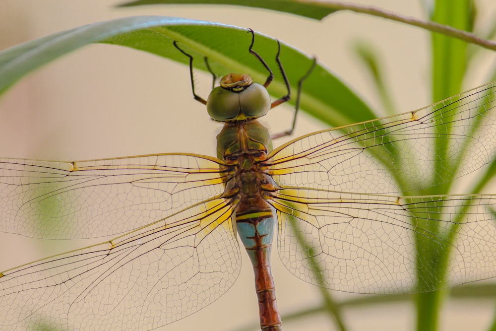 a close up of a dragonfly on a plant