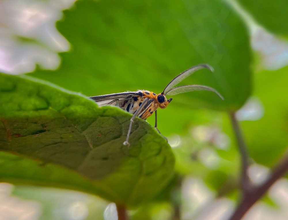 a close up of a bug on a leaf