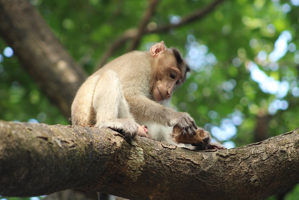 a monkey sitting on top of a tree branch