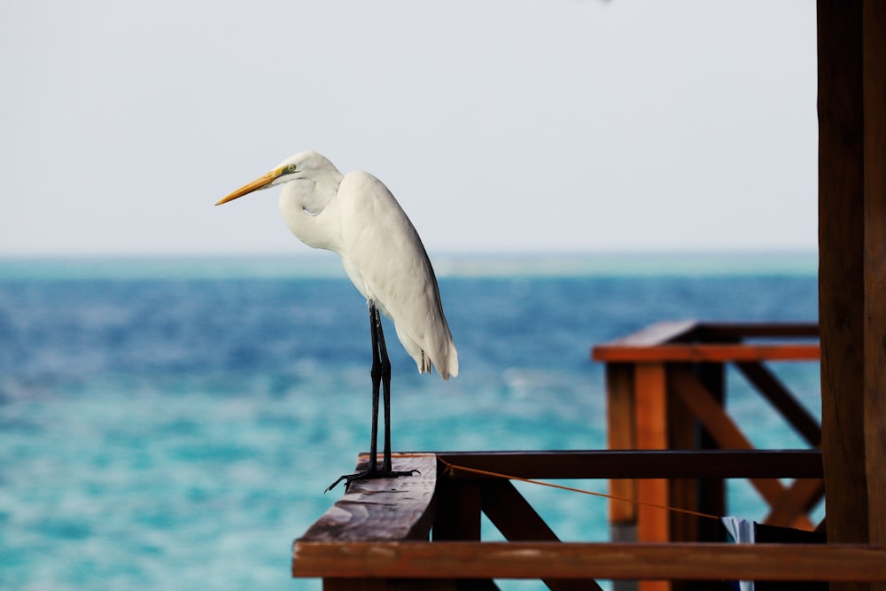 a bird sitting on a chair next to a body of water