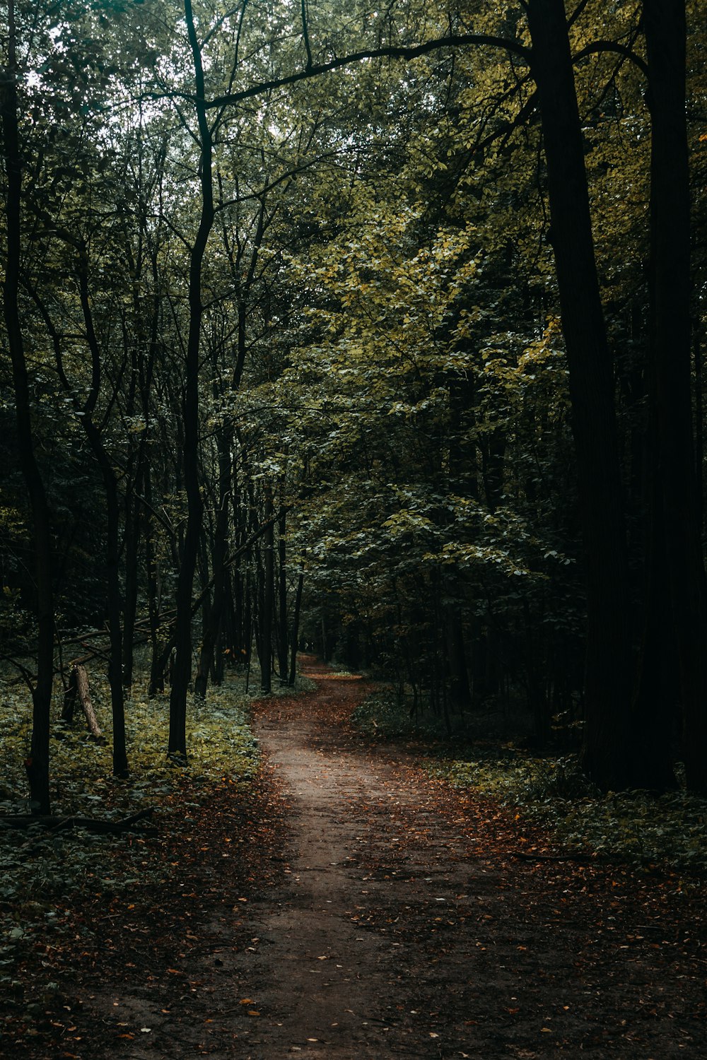 a dirt path in the middle of a forest