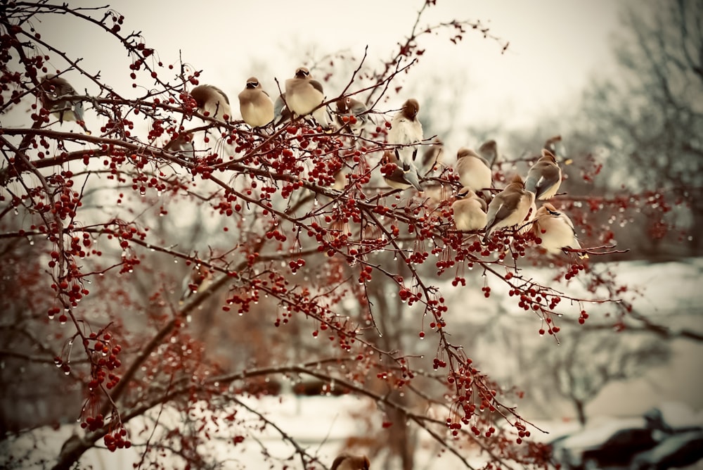 a flock of birds sitting on top of a tree