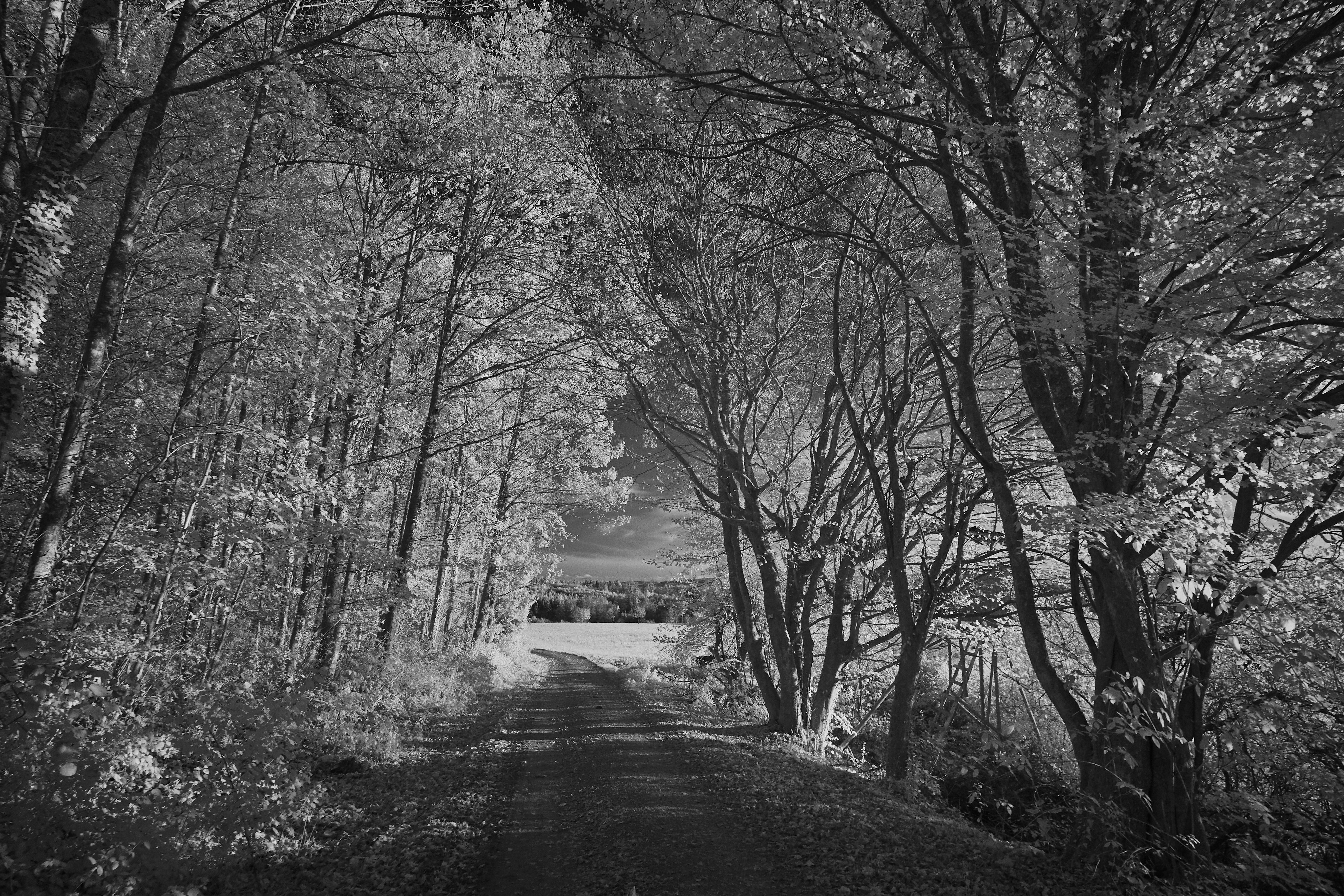 Photo by wolfgang_hasselmann