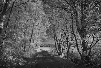 a black and white photo of a dirt road surrounded by trees