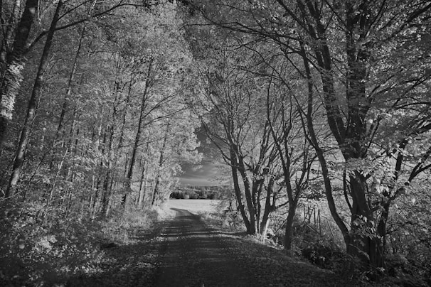 a black and white photo of a dirt road surrounded by trees