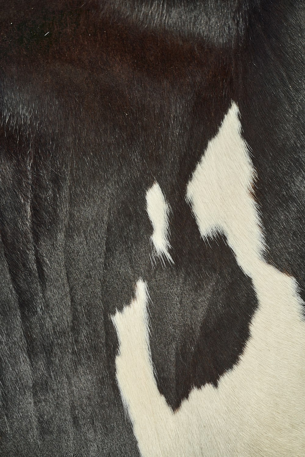 a close up of a cow's black and white fur