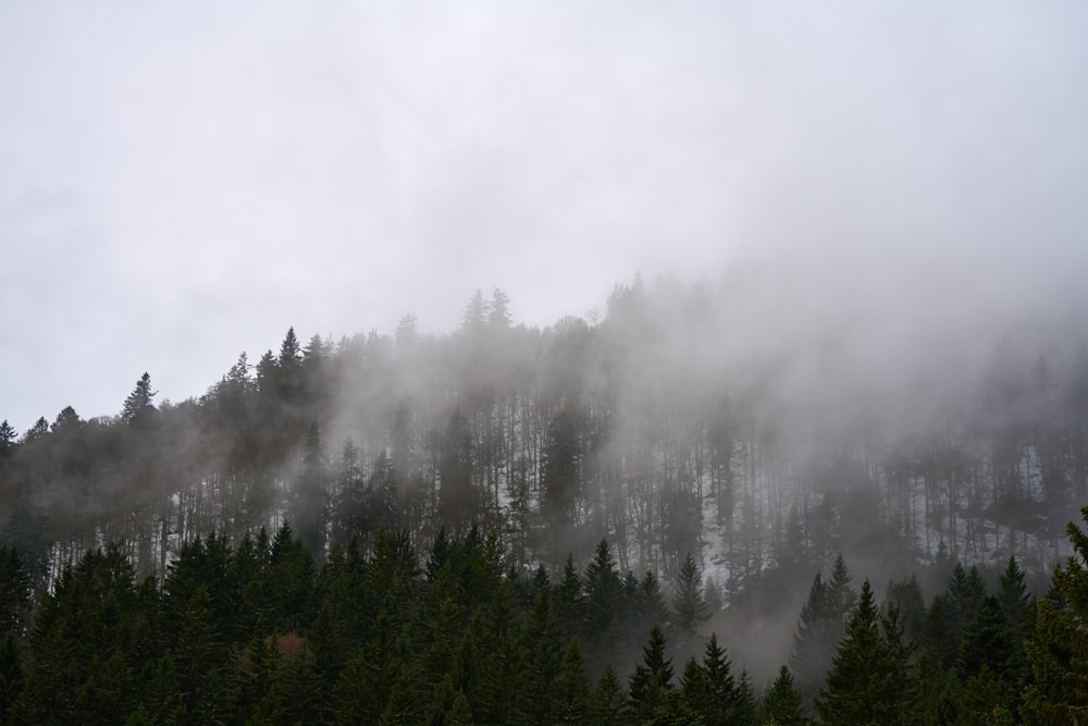 a mountain covered in fog with trees in the foreground