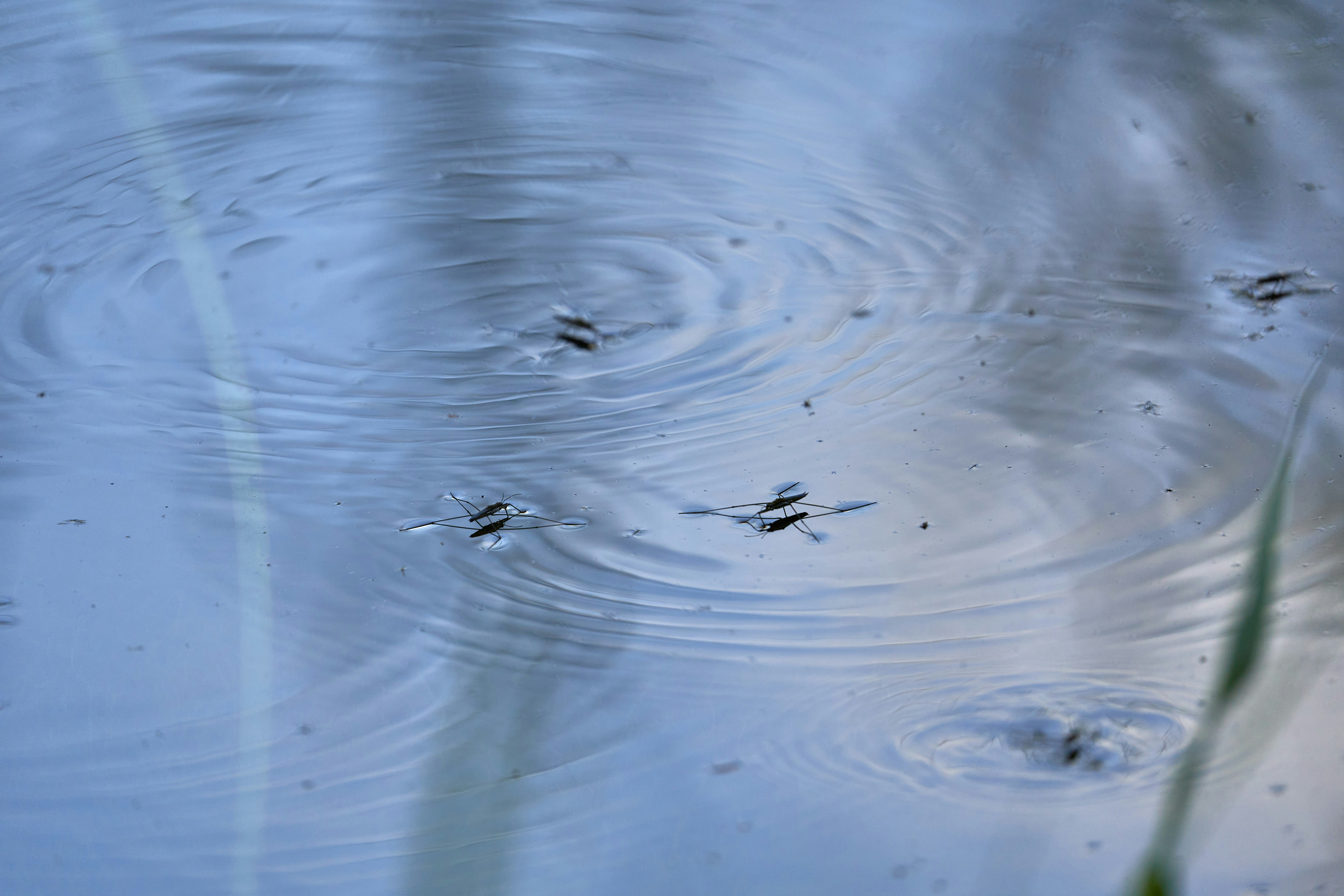 Photo by wolfgang_hasselmann