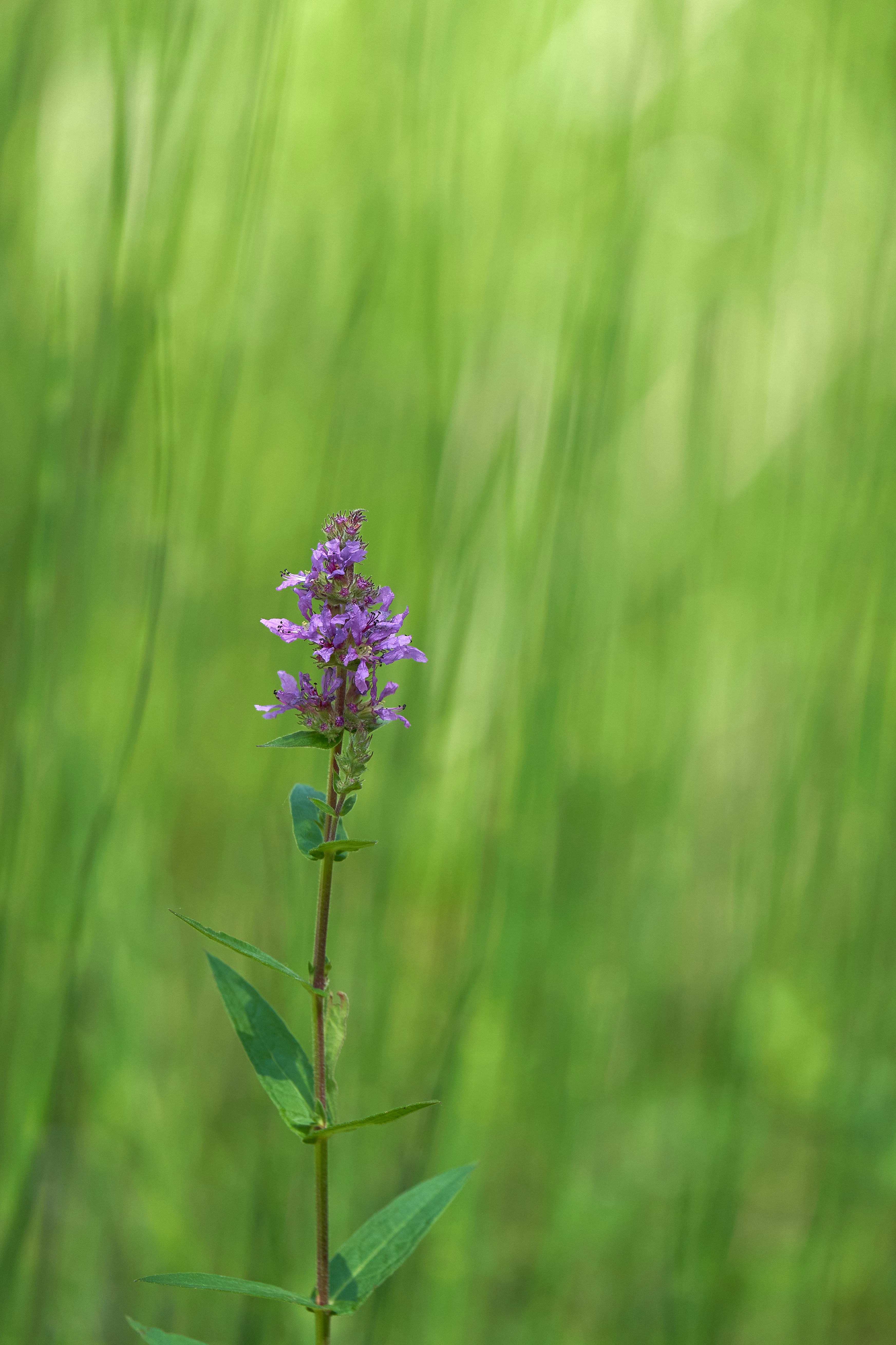 Photo by wolfgang_hasselmann