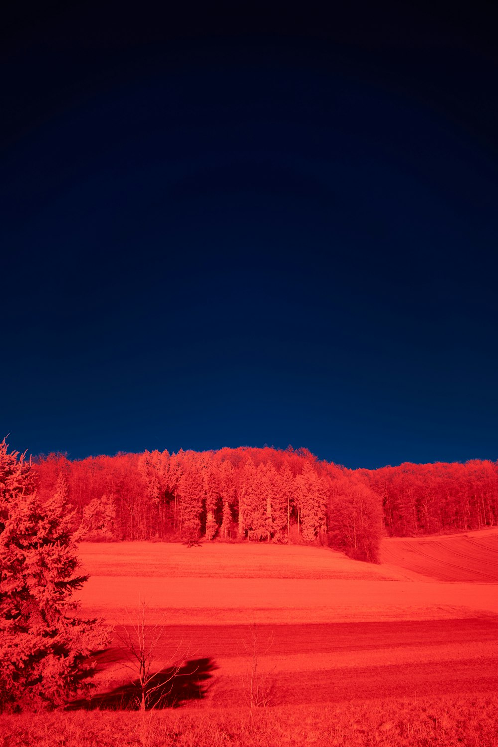 a red infrared image of a tree in a field