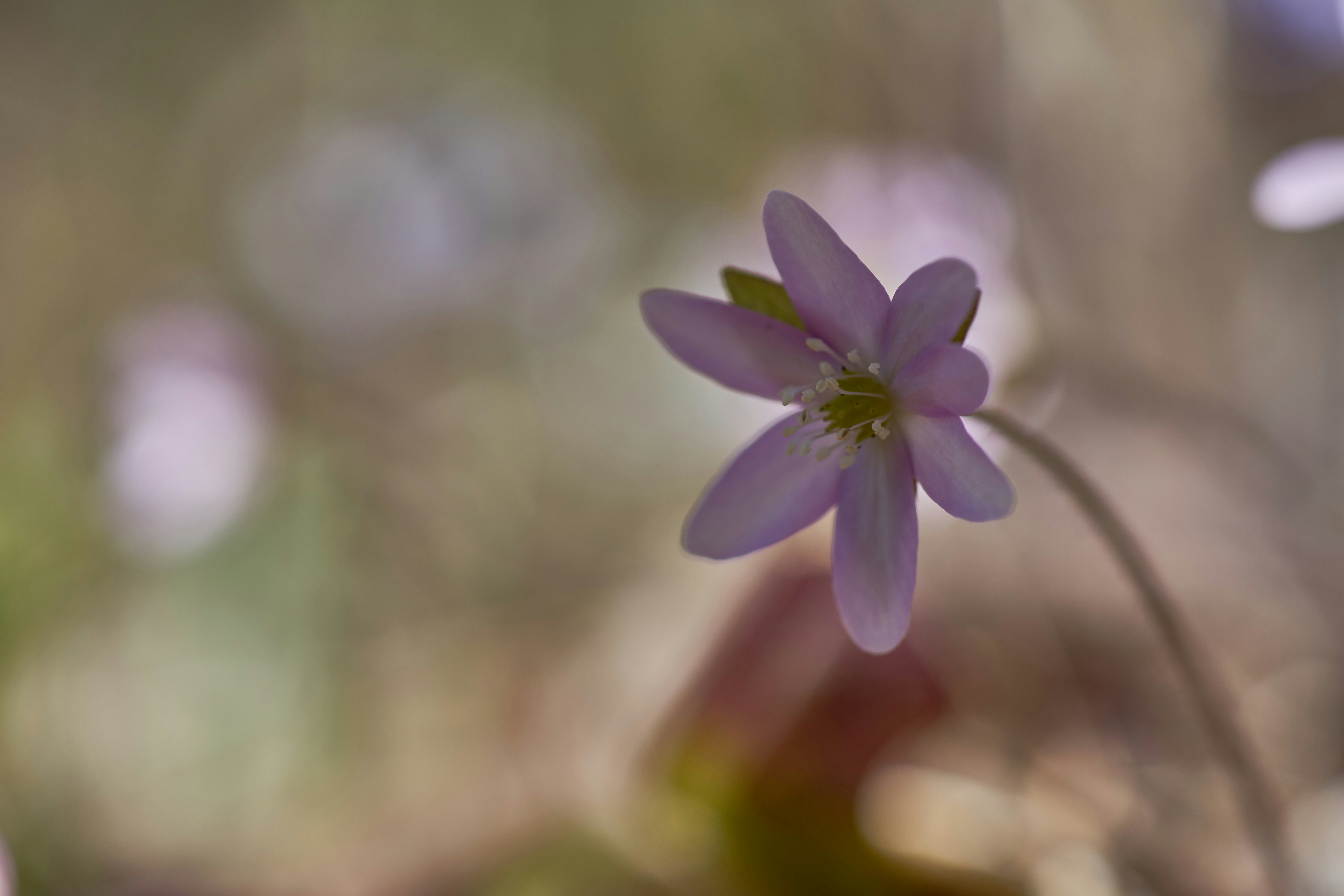 Photo by wolfgang_hasselmann