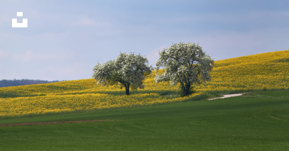 Two trees in a field of yellow flowers photo – Free Blue Image on Unsplash