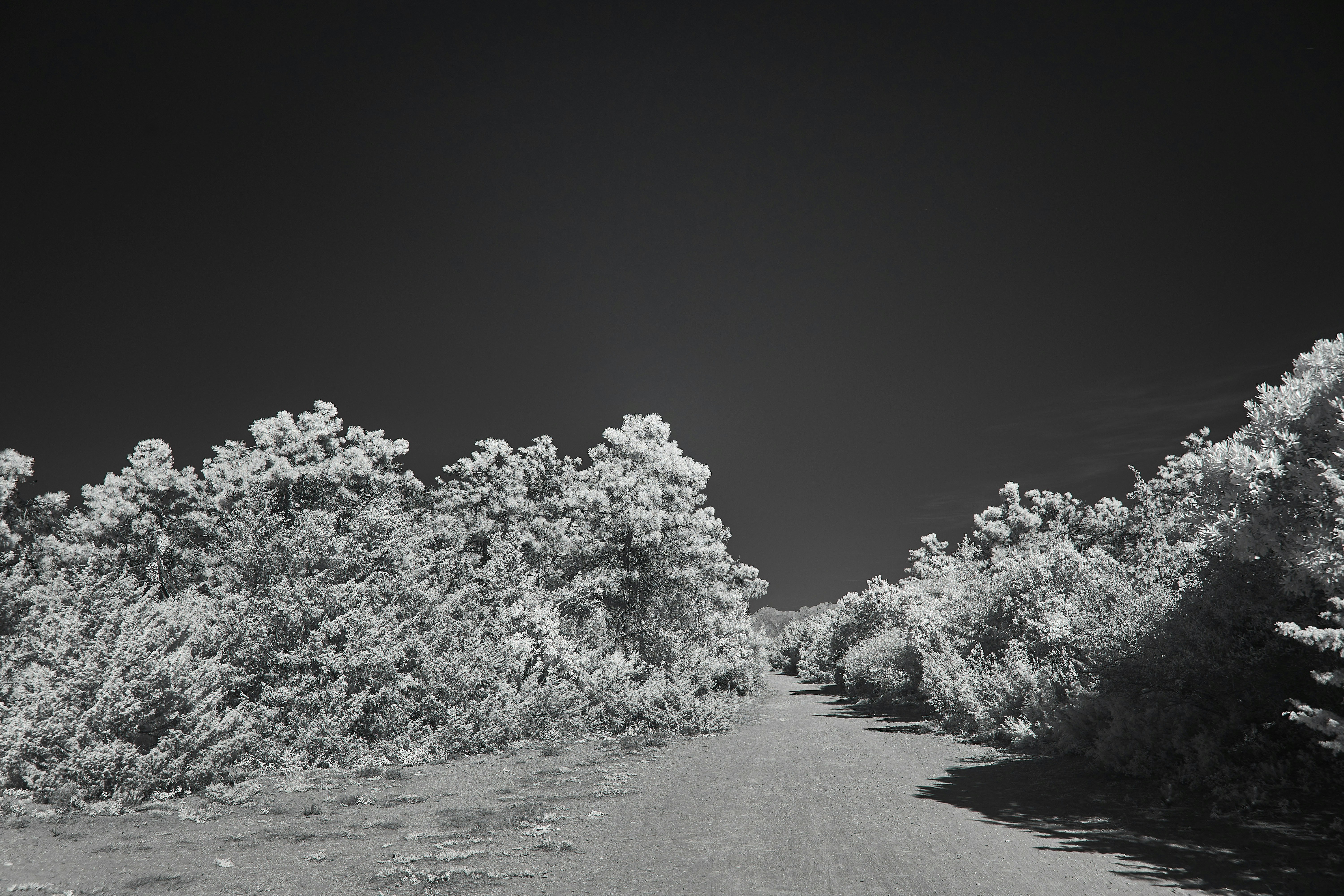 Photo by wolfgang_hasselmann