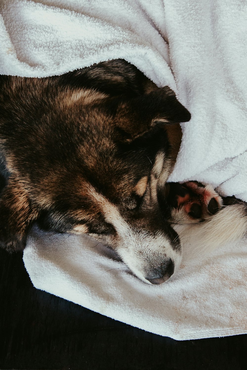 a dog sleeping under a blanket on a bed