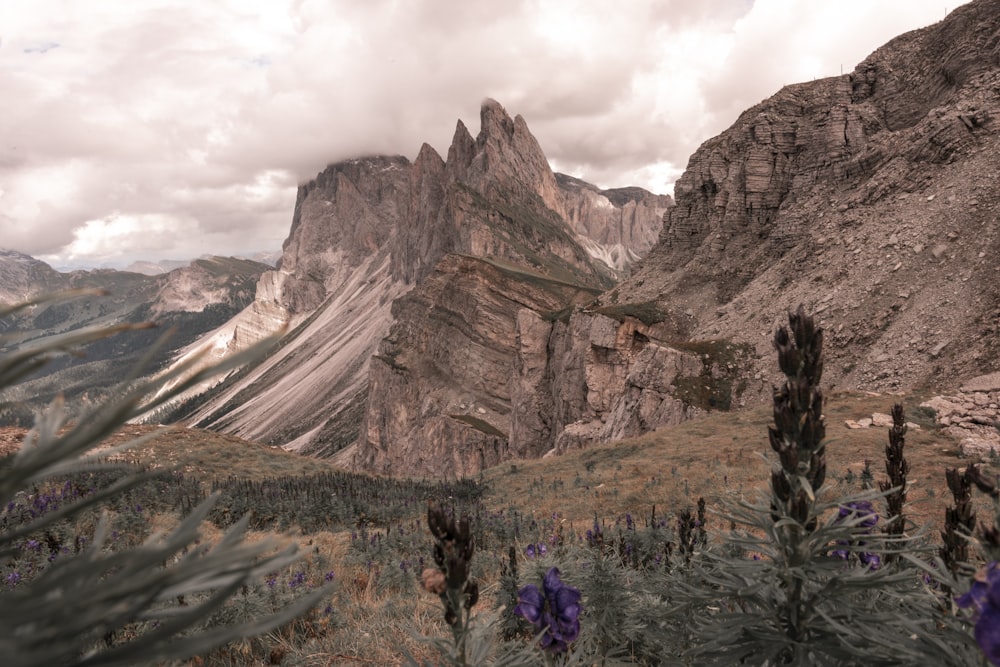 a view of a mountain range with purple flowers in the foreground