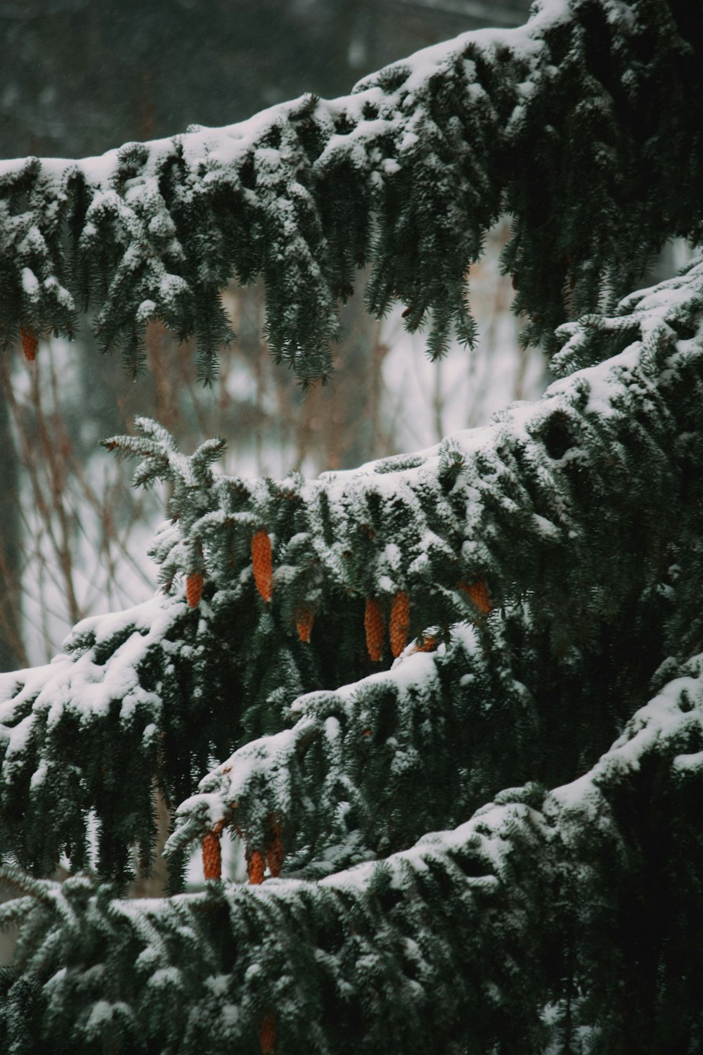 a bird perched on top of a tree covered in snow