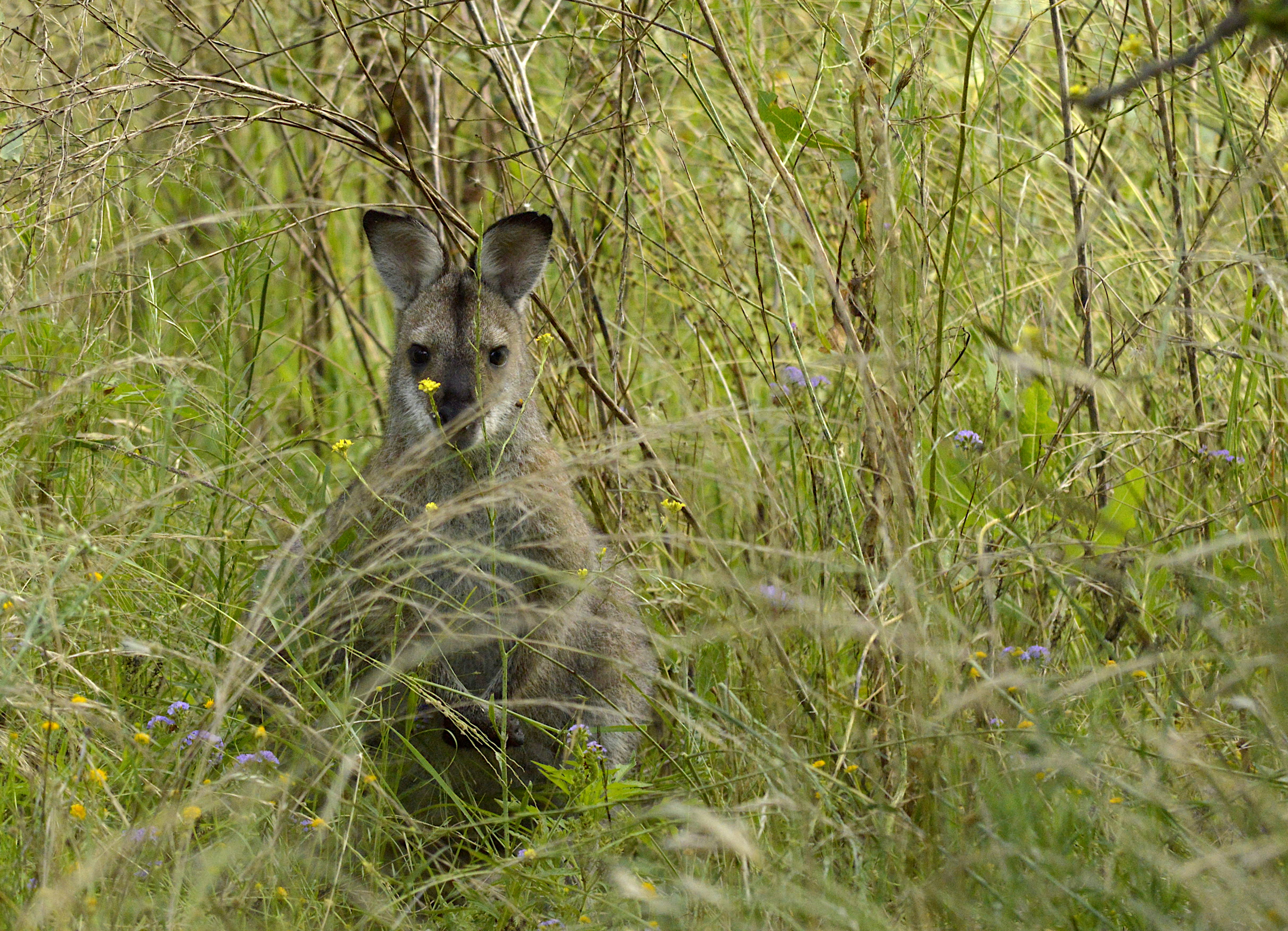a kangaroo in a field of tall grass