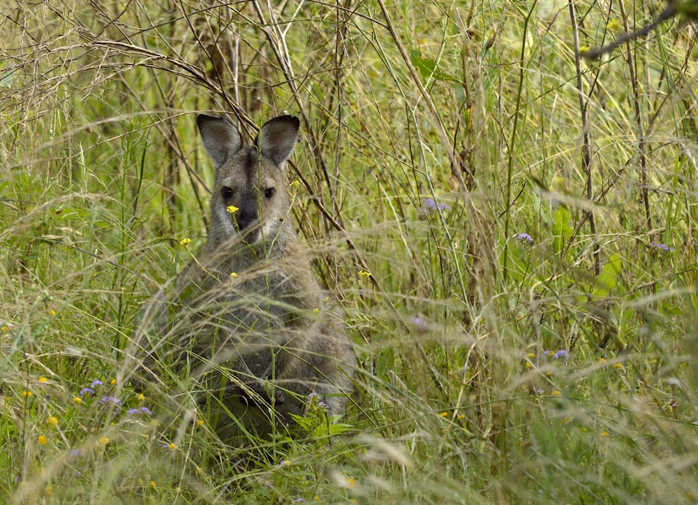 a kangaroo in a field of tall grass
