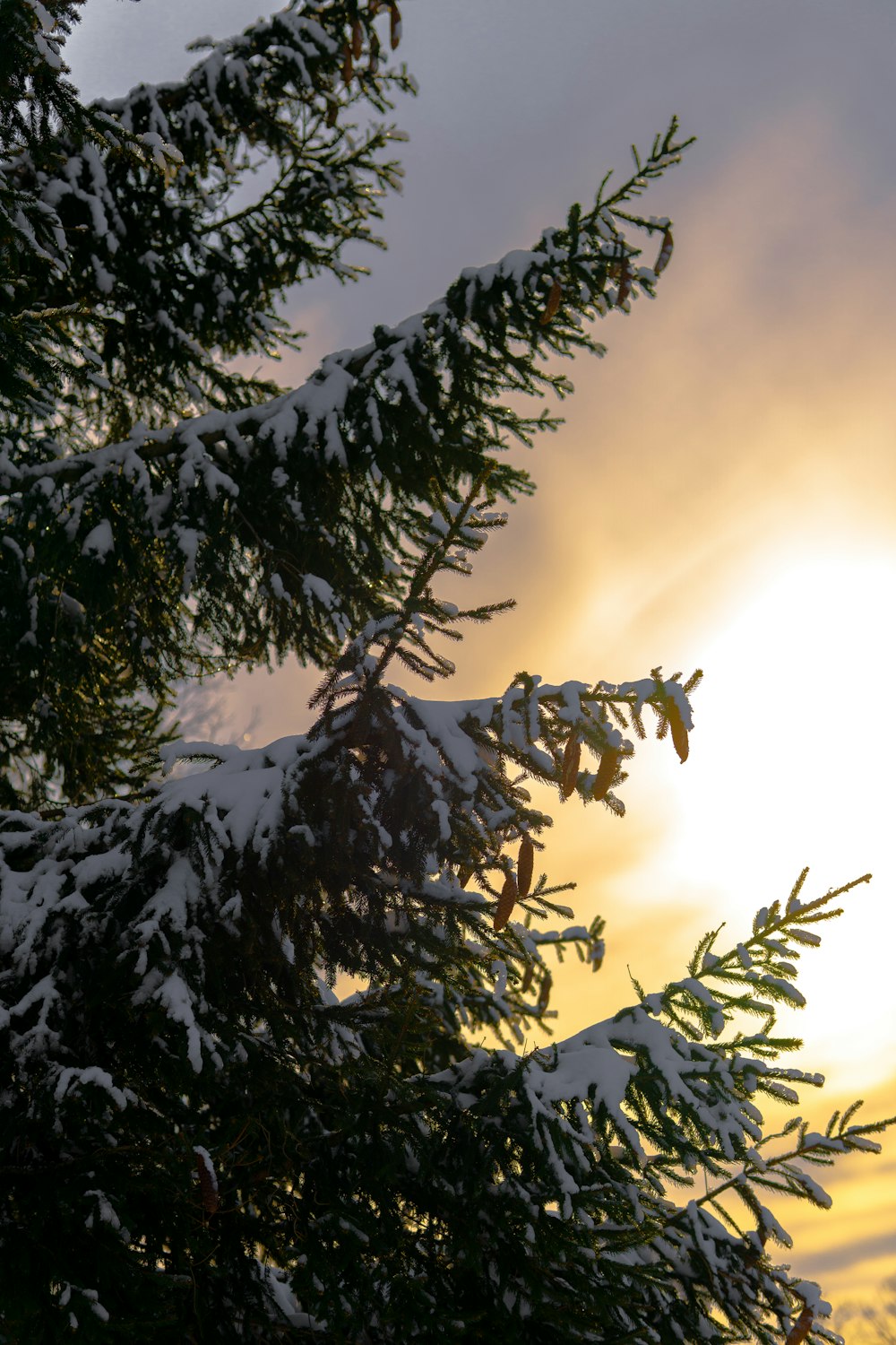 eine schneebedeckte Kiefer mit der Sonne im Hintergrund