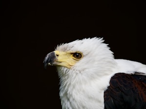 a close up of a bald eagle with a black background
