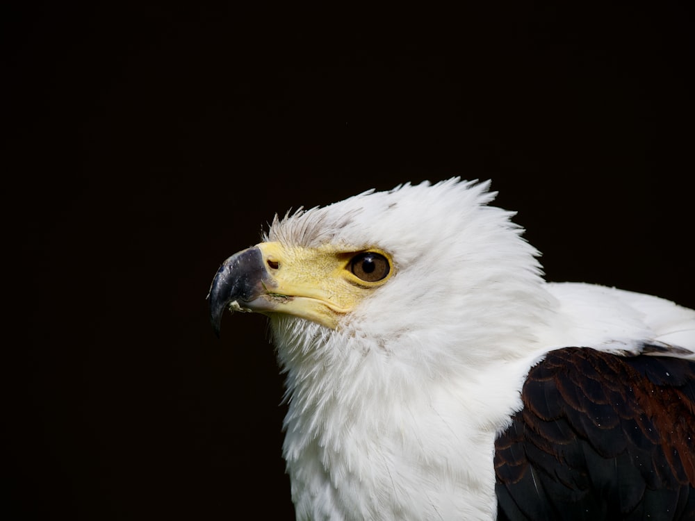 a close up of a bald eagle with a black background