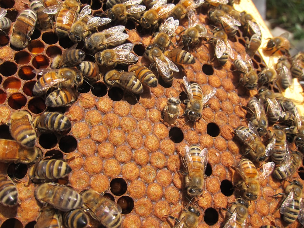 un groupe d’abeilles qui sont dans une ruche