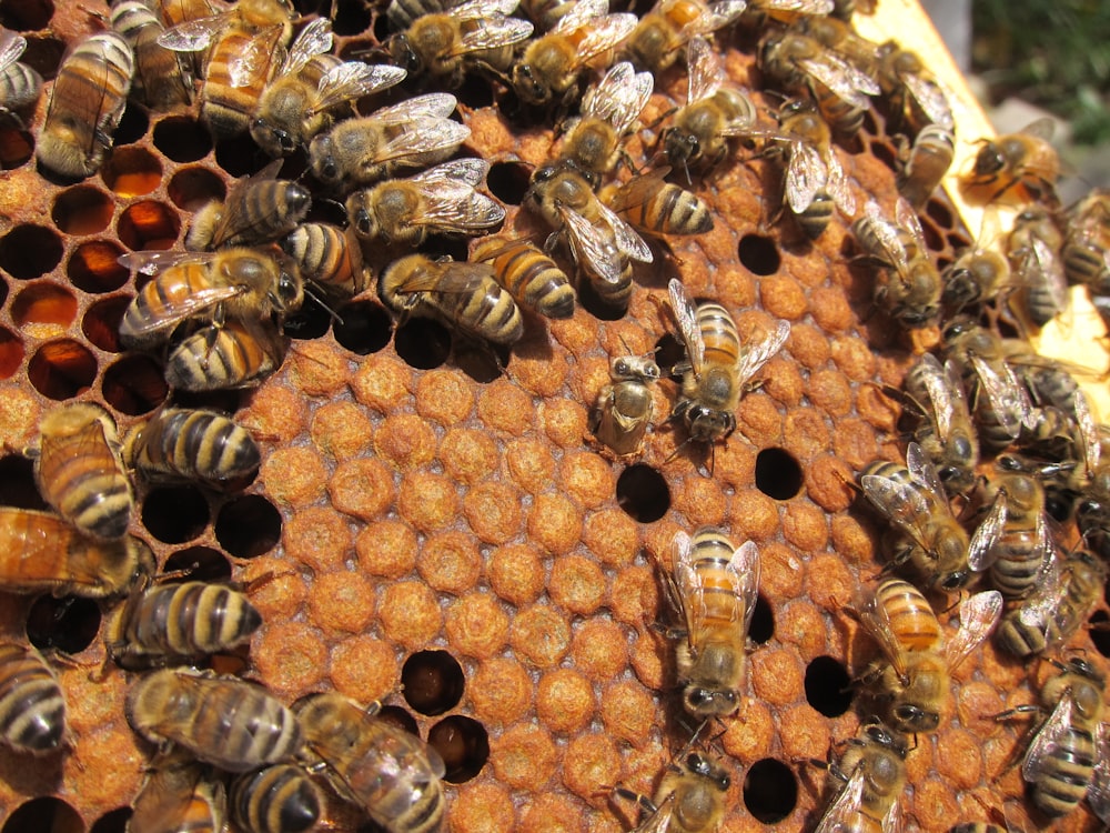 a bunch of bees that are in a beehive