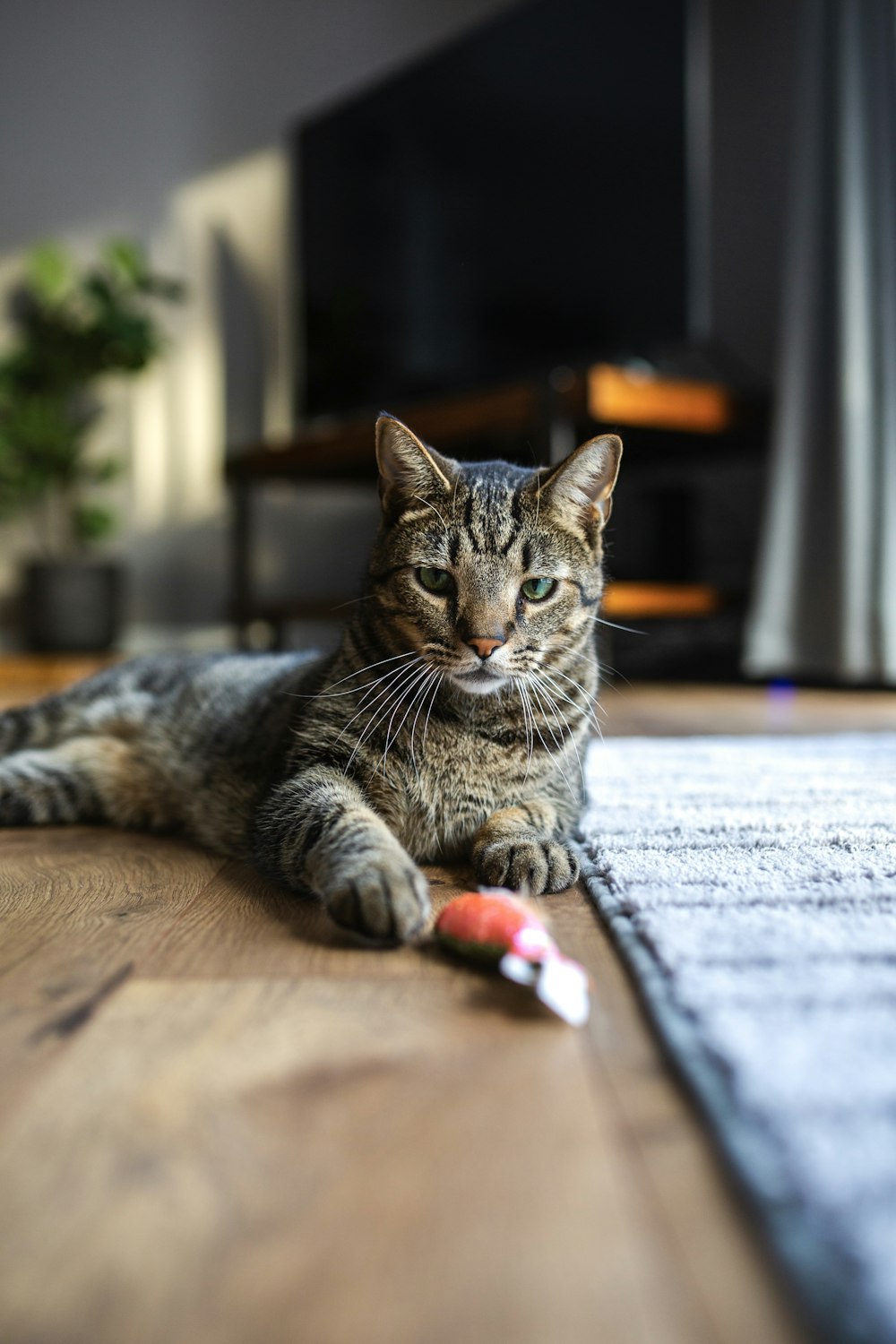 a cat laying on the floor with a toothbrush