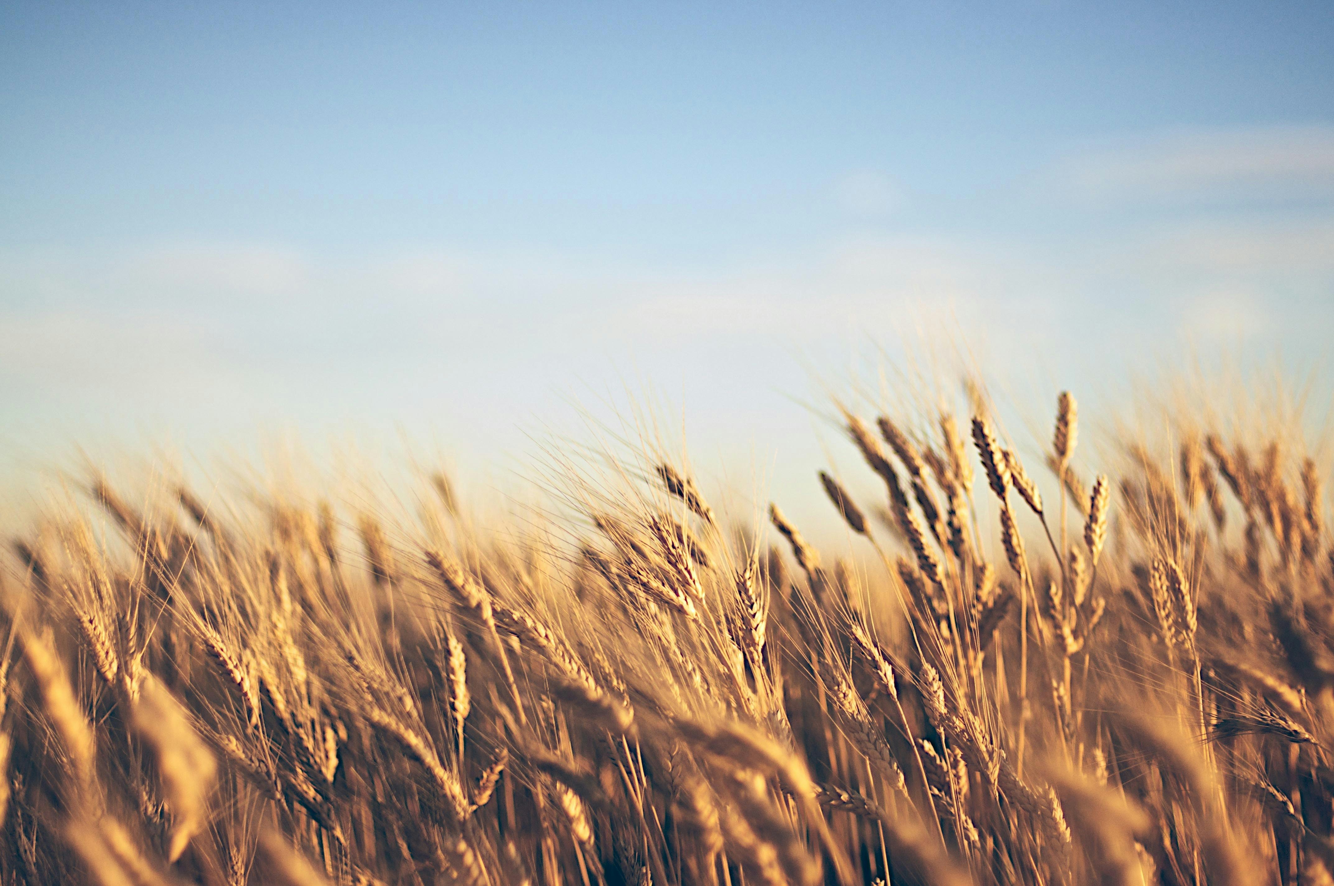 Photo by scottagoodwill