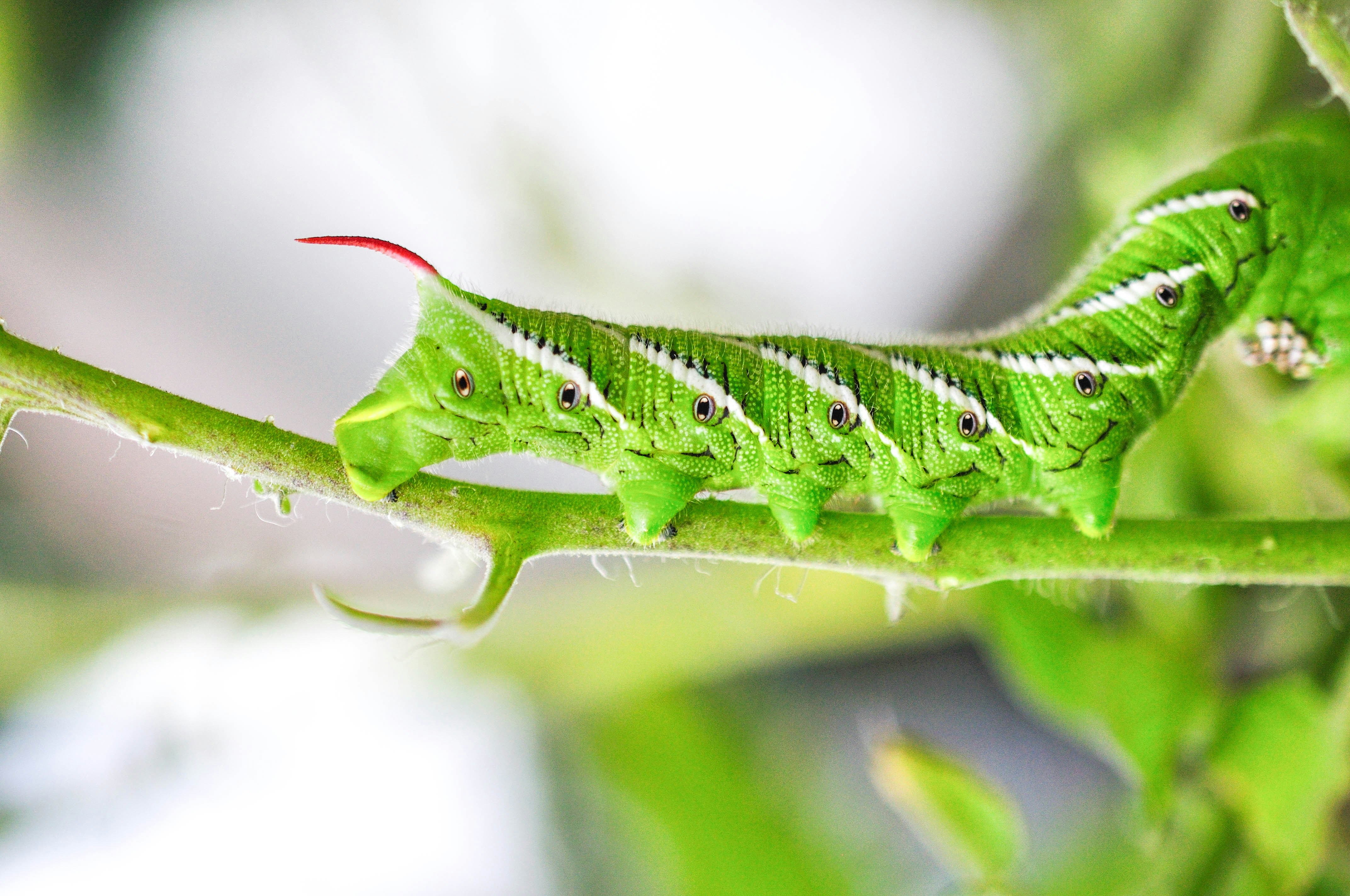 18: catching tomato bugs with UV light