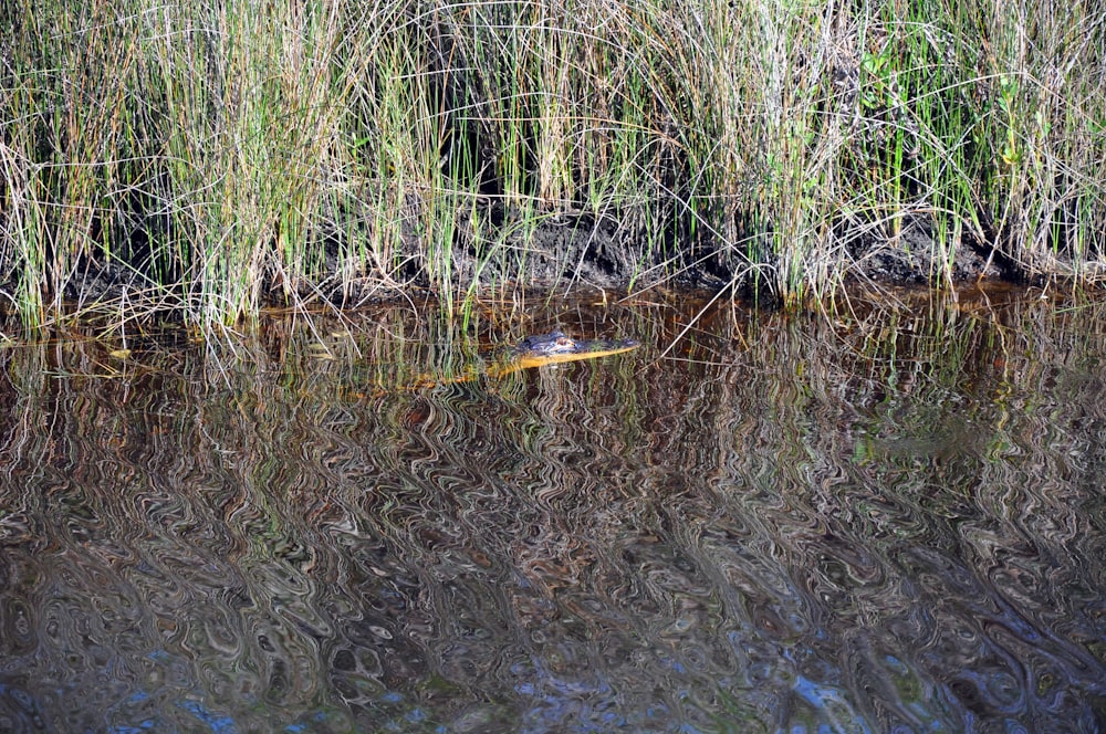 a body of water surrounded by tall grass