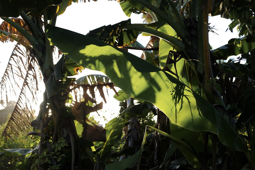 a banana tree with lots of green leaves