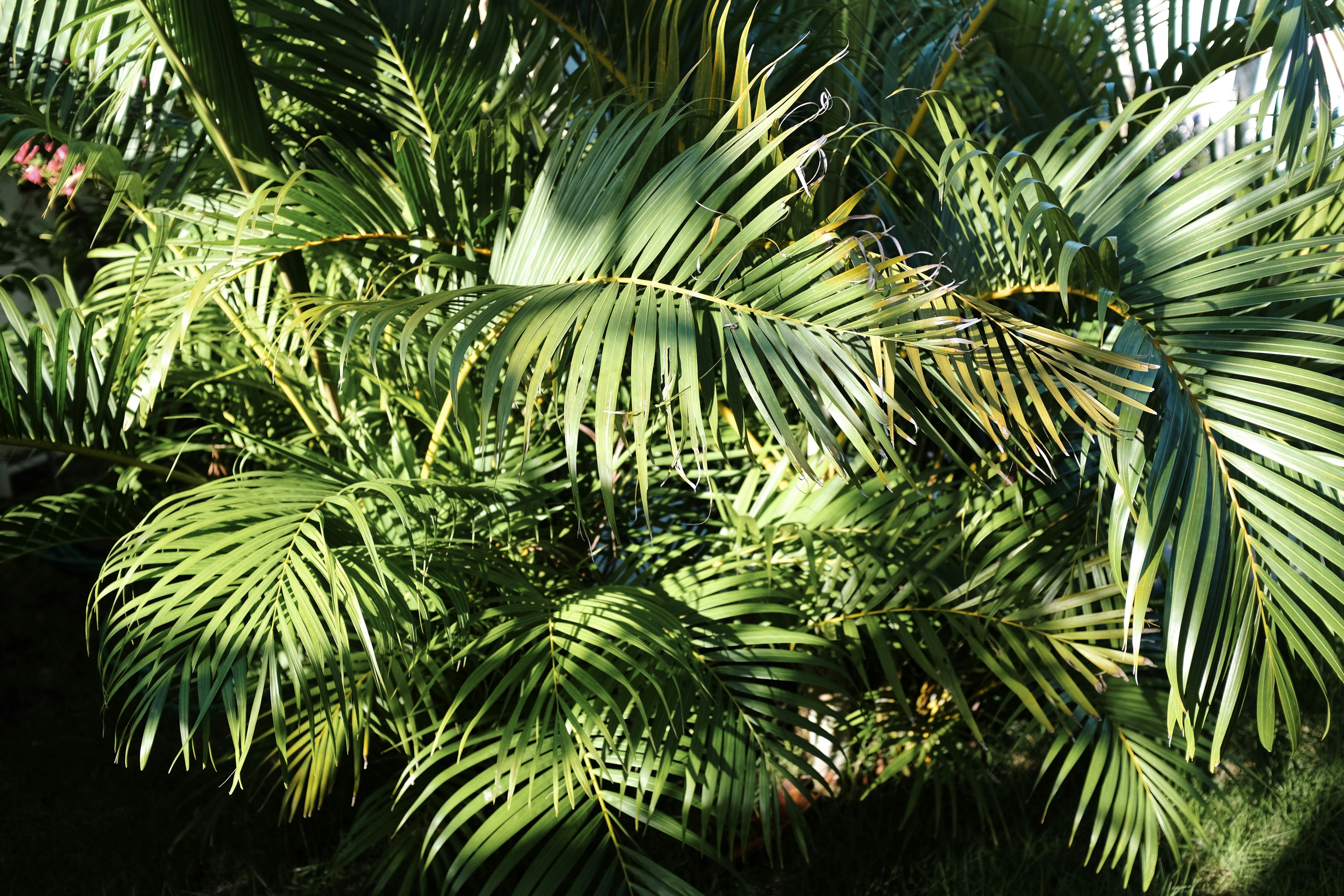 a close up of a palm tree with lots of leaves