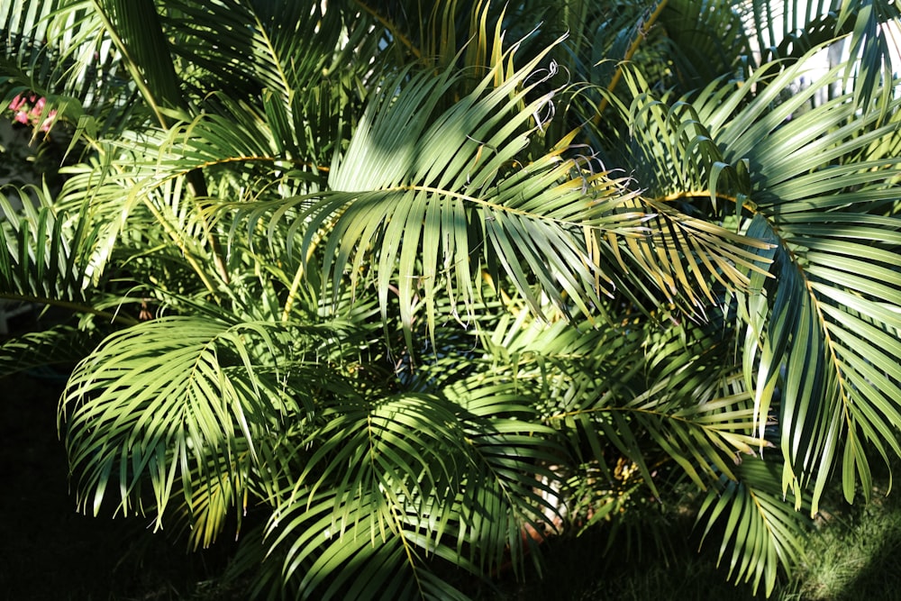 a close up of a palm tree with lots of leaves
