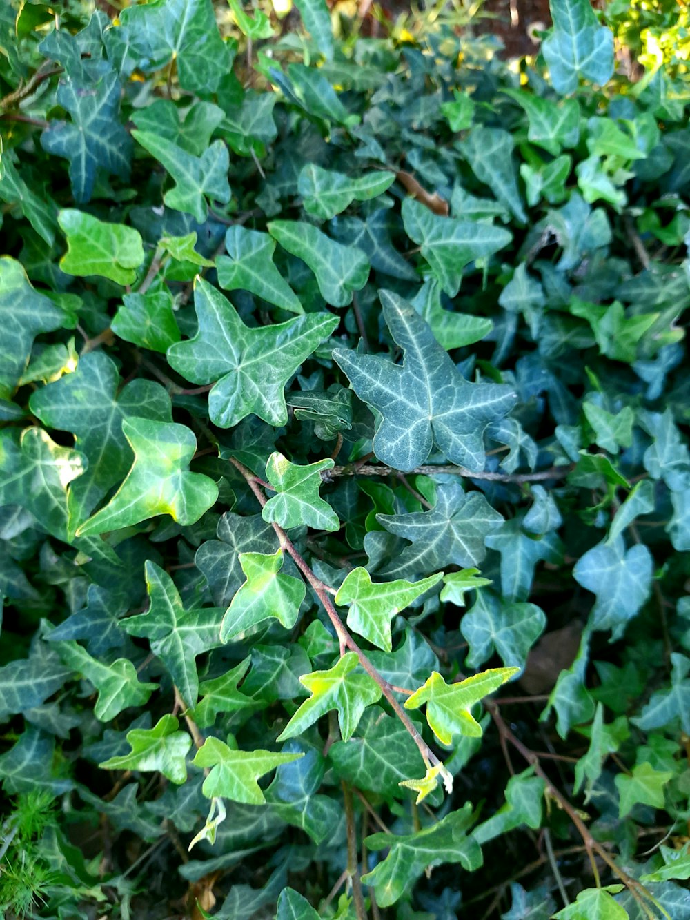 a bunch of green leaves on a bush
