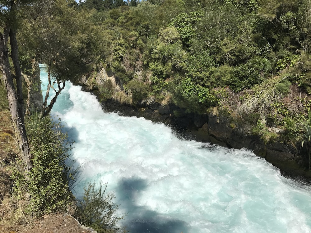 a river running through a lush green forest