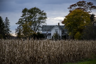a house in the middle of a corn field