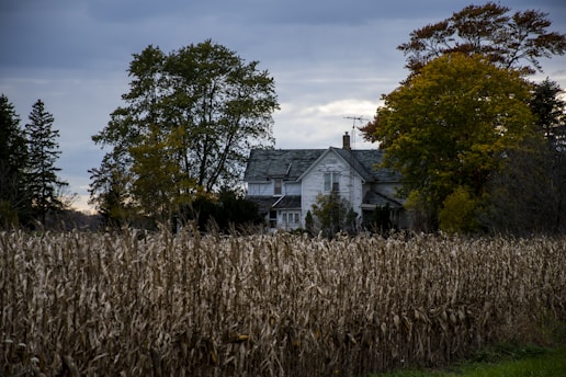 a house in the middle of a corn field