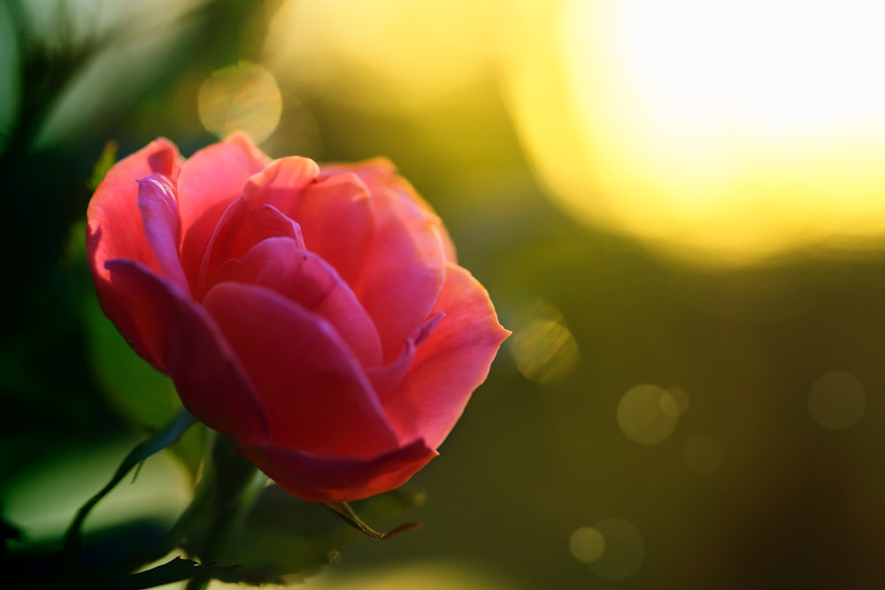 a single pink rose is blooming in the sunlight