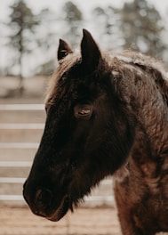 a close up of a horse in a fenced in area